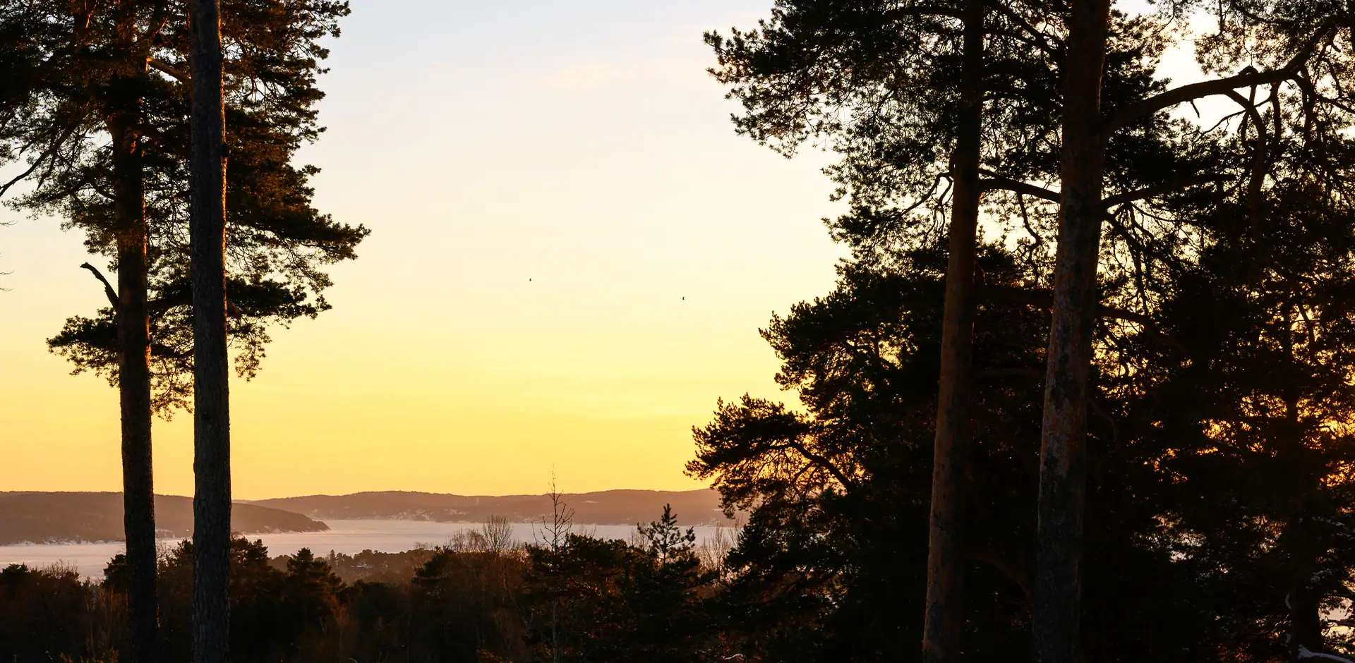 Auringonlasku, jonka edessä on tummia hahmoja, jotka muistuttavat puita.