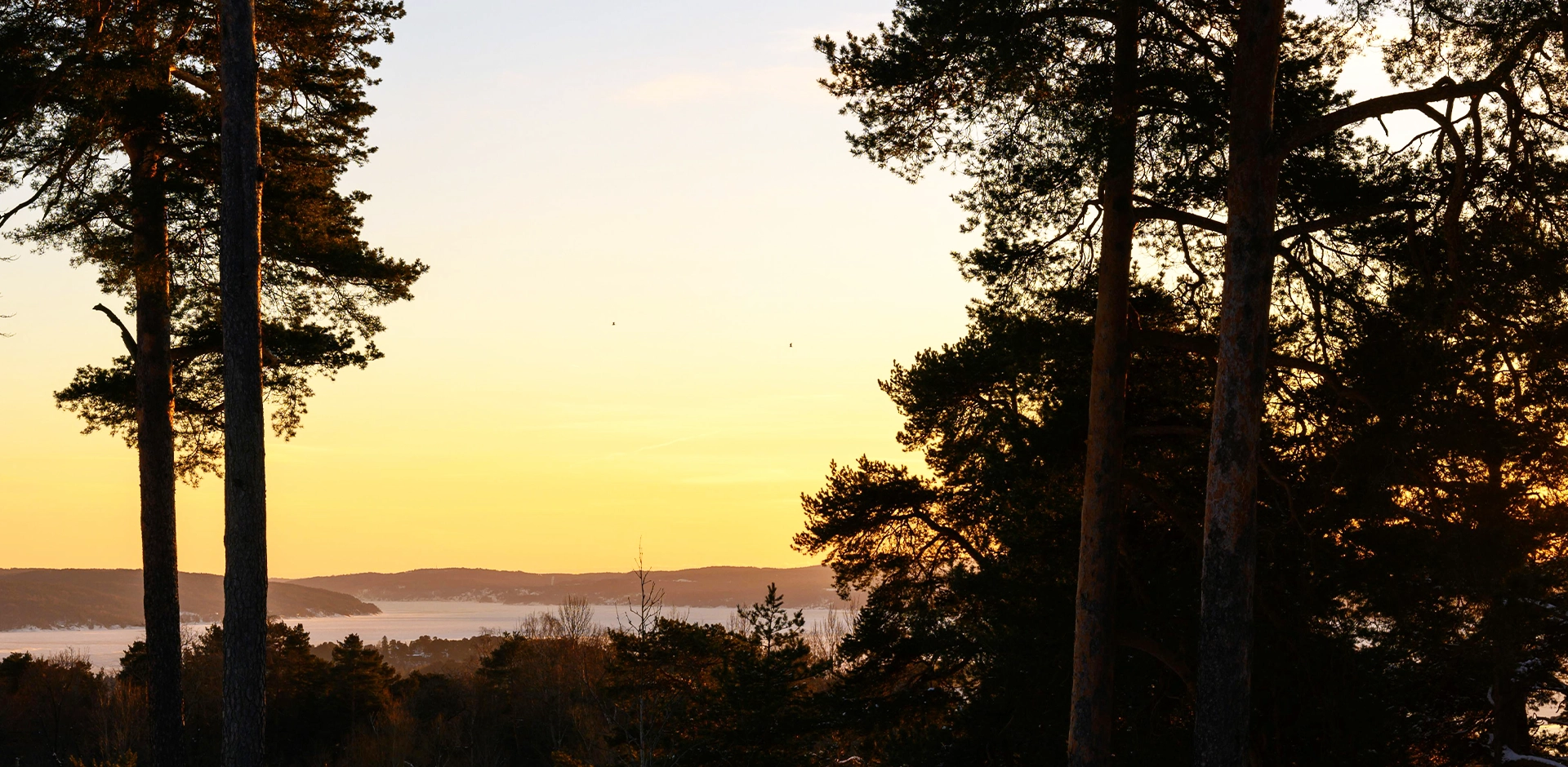Auringonlasku, jonka edessä on tummia hahmoja, jotka muistuttavat puita.